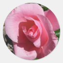 Search for hybrid stickers Rose