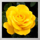 Search for single yellow posters Rose
