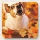 Search for barking barware Dog