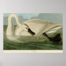 Search for vintage swan art Birds