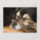 Search for dog sleeping postcards Animal