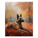 Search for malinois posters Pet