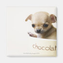 Search for purebred magnets Cute