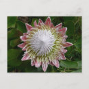 Search for giant flower postcards Floral
