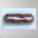Search for strands posters Landscape