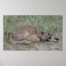Search for antelope posters Antilocapra americana