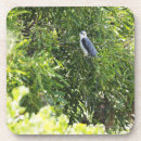 Search for yard coasters Bird