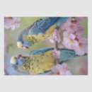 Search for parrot tissue paper Bird
