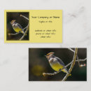 Search for cedar waxwing Photograph