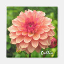 Search for dahlia magnets Coral