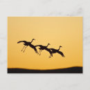 Search for apaches postcards Wildlife