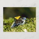 Search for vertebrate postcards Amphibian