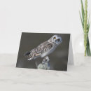 Search for owl ears cards Owls