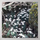Search for spring bloom posters Botanical