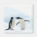Search for adelie magnets Animal
