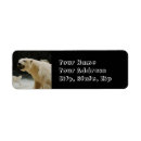 Search for polar bear return address labels Nature
