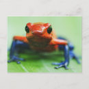 Search for blue shells postcards Animals