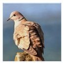 Search for collar posters Bird