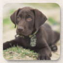 Search for labrador barware Outdoors