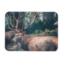 Search for deer buck magnets Hunting