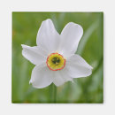 Search for easter daffodils magnets Narcissus