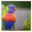 Search for lorikeets Animal