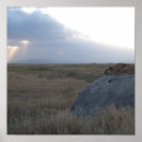Search for lioness art Serengeti