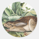 Search for black tailed stickers Mammal