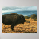 Search for buffalo mountain posters Bison