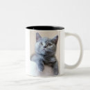 Search for british shorthair cat mugs Kitten