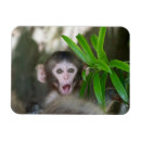 Search for monkey rectangular magnets Japan