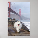 Search for samoyed art Pet