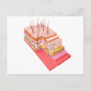 Search for skin layers postcards Layered