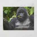 Search for silverback gorilla postcards Ape