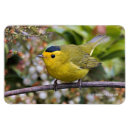 Search for warbler magnets Yellow