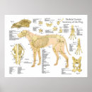 Search for skull posters Anatomy