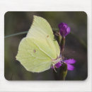 Search for butterfly pictures electronics Moth