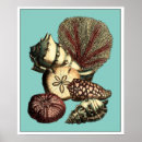 Search for vintage jellyfish posters Algae