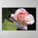 Search for hybrid tea rose posters Pink
