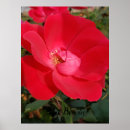 Search for primrose art Nature