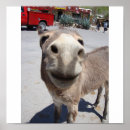 Search for jackass Donkeys