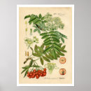 Search for vintage apple fruit posters Flower