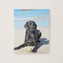 Search for black labrador puzzles Outdoors