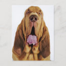 Search for hubert postcards Bloodhound