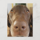 Search for chocolate postcards Dog
