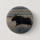 Search for moose badges Hunting