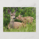 Search for mule deer postcards Danita delimont