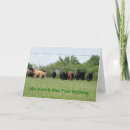 Search for herding cards Photography