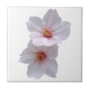 Search for sakura tiles Flower