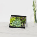Search for succulent cards House plant